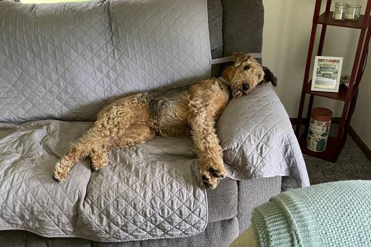 Un Airedale Terrier allongé sur un canapé et portant un collier autour du cou