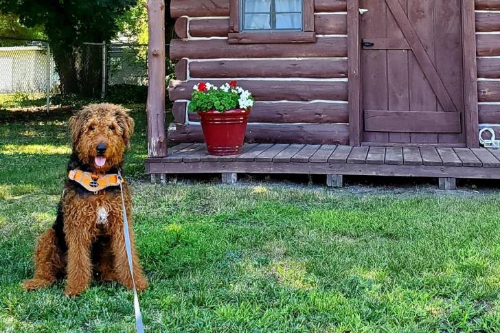 Un Airedale Terrier tirant la langue et qui est tenu en laisse 