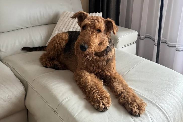 Un Airedale Terrier allongé sur un canapé et portant un collier autour du cou