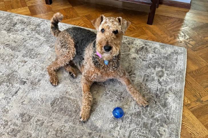 Un Airedale Terrier allongé sur un tapis et portant un collier autour du cou