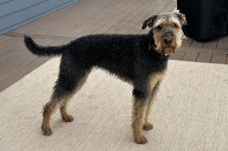 Un Airedale Terrier sur un tapis et portant un collier autour du cou