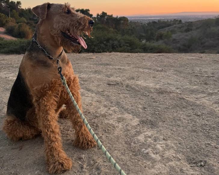 Un Airedale Terrier ayant la langue pendante et qui est tenu en laisse 