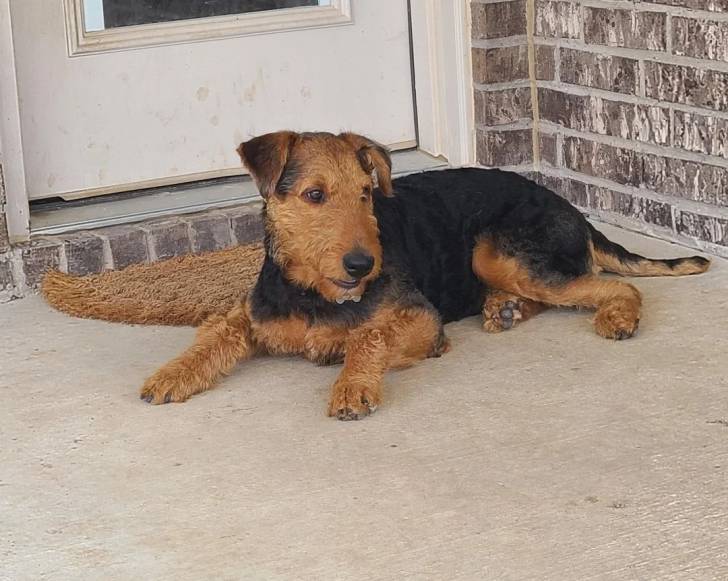Un Airedale Terrier allongé sur une surface bétonnée et semblant détendu 