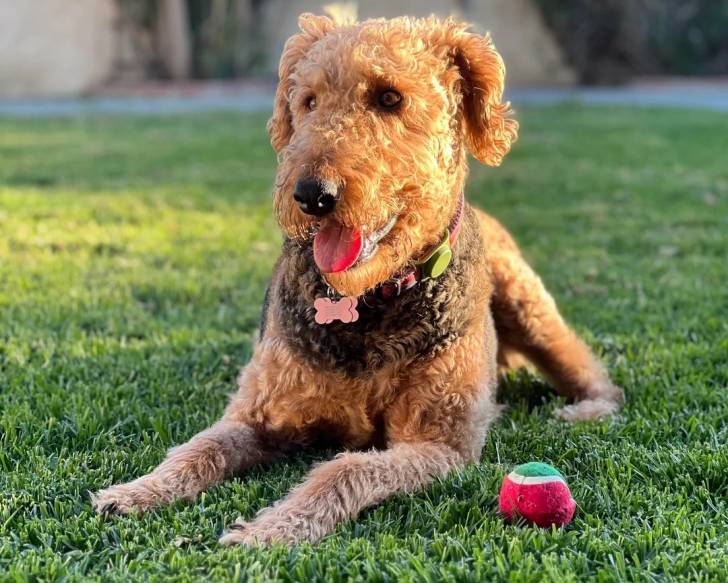 Un Airedale Terrier allongé sur une surface bétonnée et portant un collier autour du cou