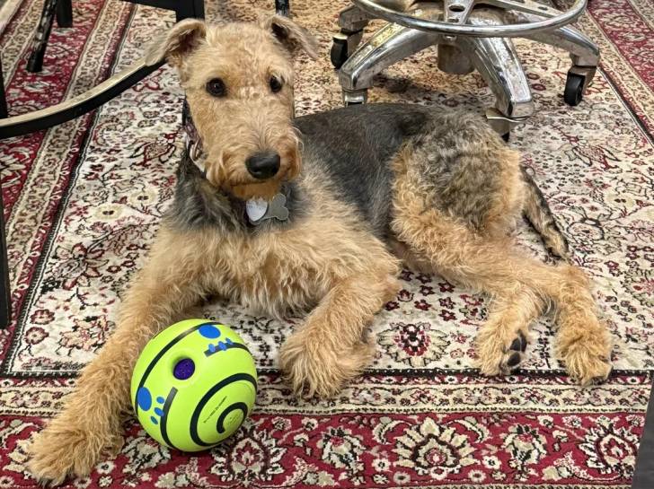 Un Airedale Terrier allongé sur un tapis et portant un collier autour du cou