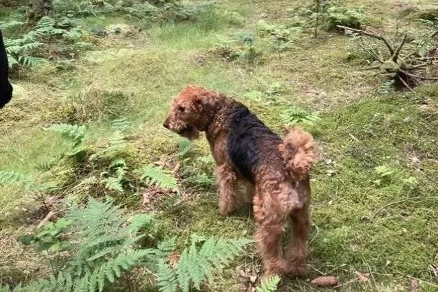 Photo Airedale Terrier