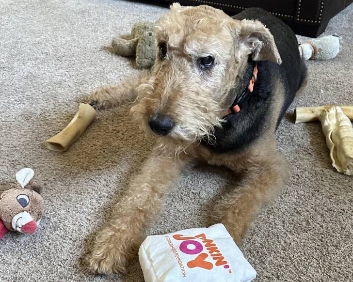 Un Airedale Terrier allongé sur une moquette et portant un collier autour du cou 