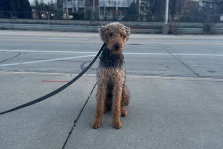 Photo Airedale Terrier