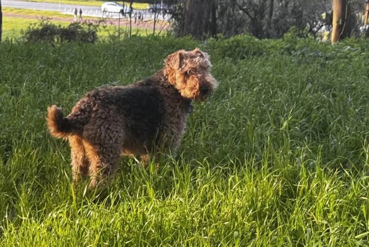 Photo Airedale Terrier