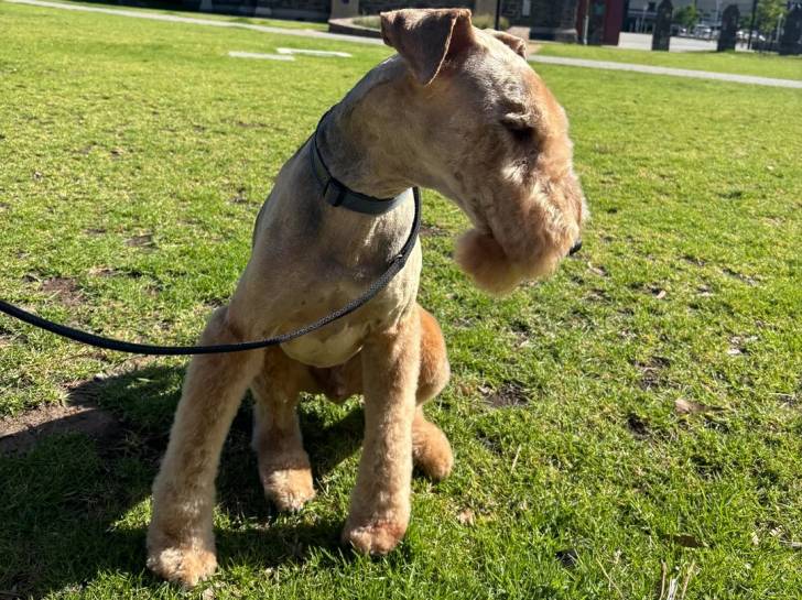 Photo Airedale Terrier