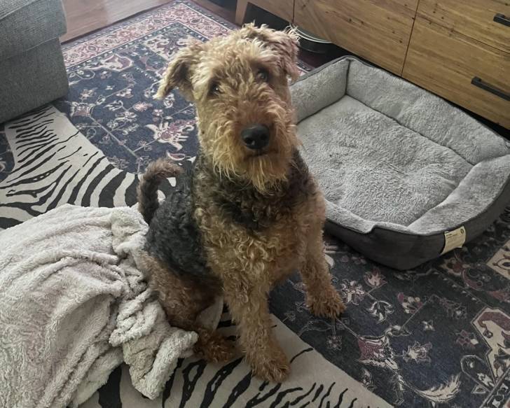 Photo Airedale Terrier