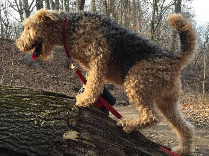 Photo Airedale Terrier
