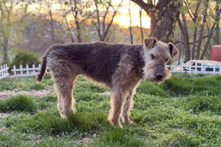 Photo Airedale Terrier