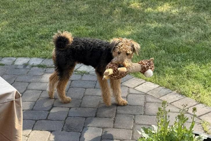 Photo Airedale Terrier