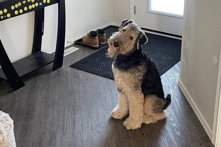 Photo Airedale Terrier