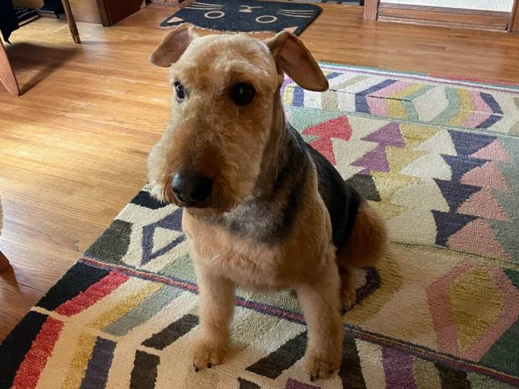 Photo Airedale Terrier