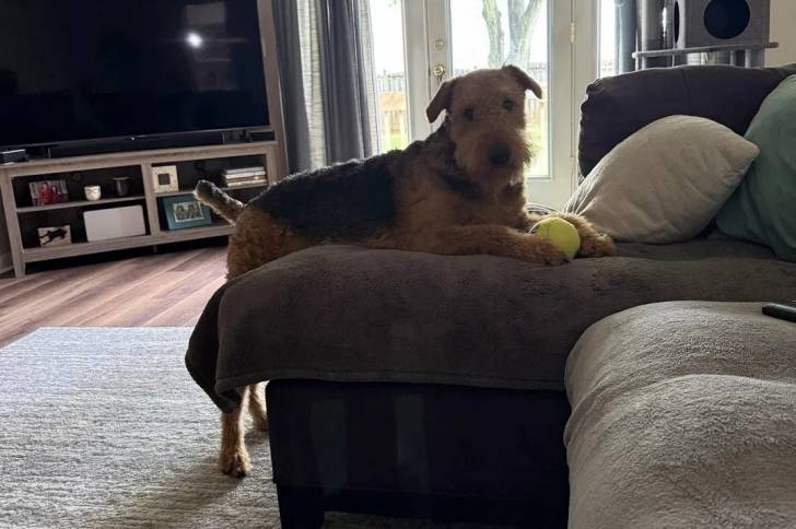 Photo Airedale Terrier