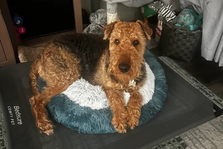 Photo Airedale Terrier