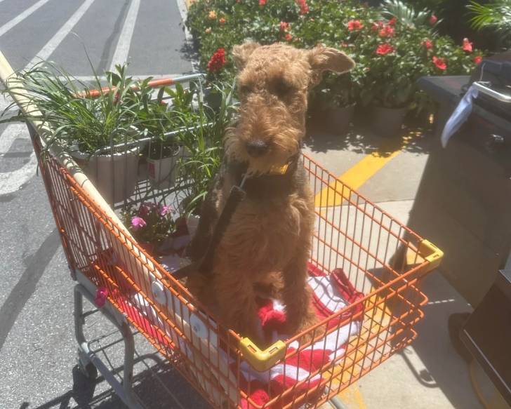Photo Airedale Terrier