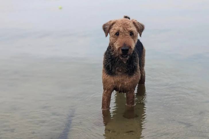 Photo Airedale Terrier