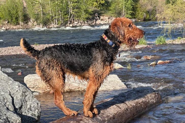 Photo Airedale Terrier
