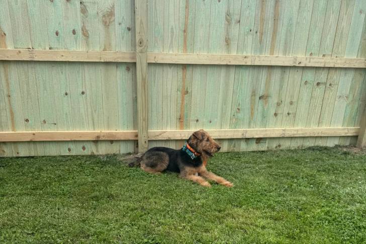 Photo Airedale Terrier