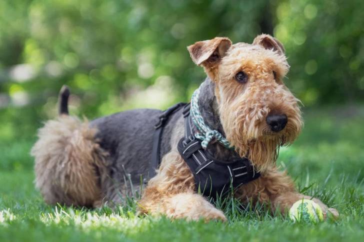 Photo Airedale Terrier