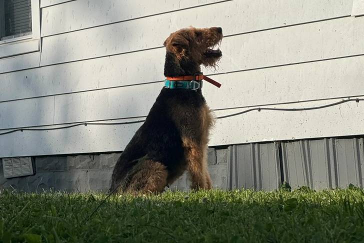 Photo Airedale Terrier