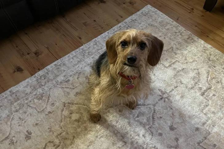 Photo Airedale Terrier