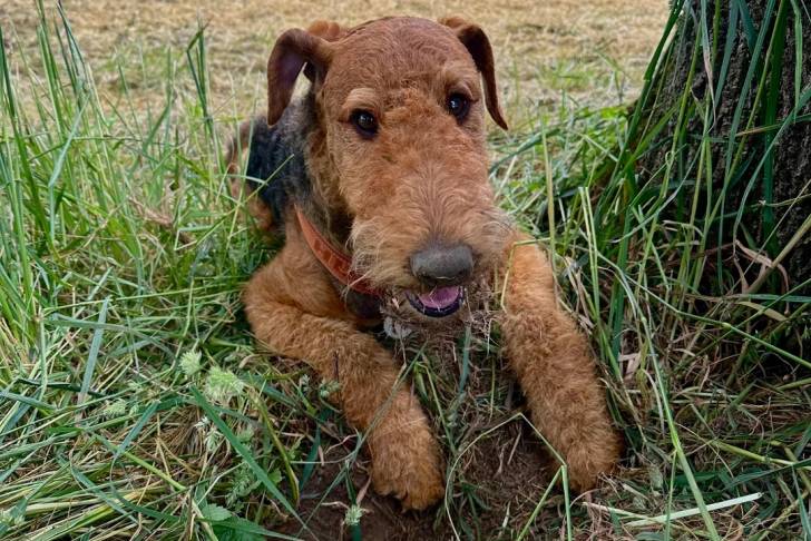 Photo Airedale Terrier