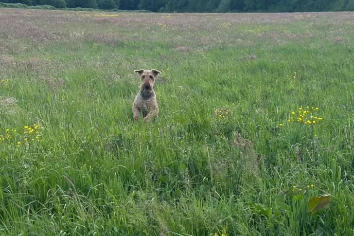 Photo Airedale Terrier