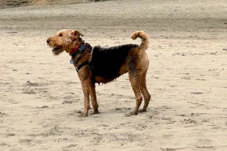 Photo Airedale Terrier
