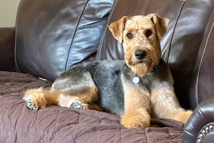 Photo Airedale Terrier