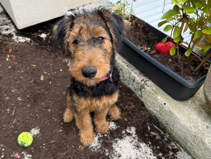Un Airedale Terrier regardant vers la caméra et portant un collier autour du cou