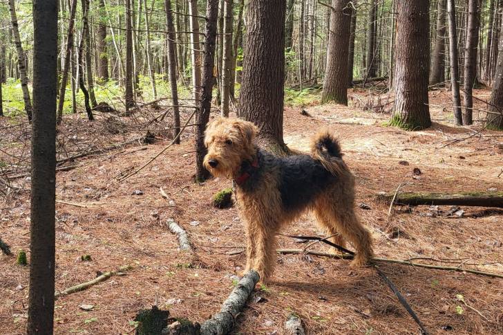 Un Airedale Terrier sur un terrain herbeux et portant un collier autour du cou