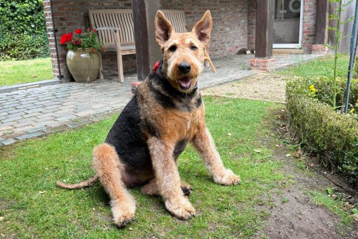 Un Airedale Terrier assis sur une surface gazonée et portant un collier autour du cou