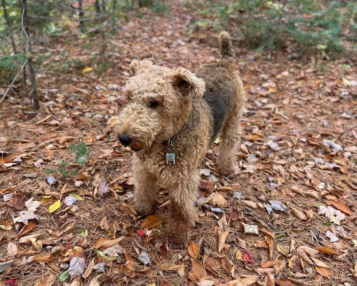 Un Airedale Terrier sur une surface herbacée et portant un collier autour du cou