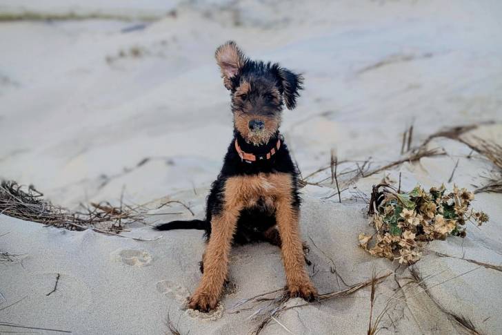 Un Airedale Terrier assis sur une surface sableuse et portant un collier autour du cou