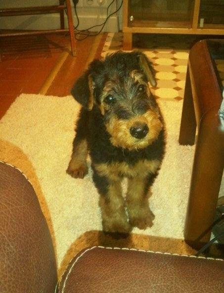 Gadoue - Airedale Terrier (2 mois)