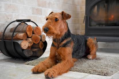 Un Airedale Terrier allongé près d'une cheminée