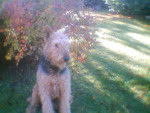Victor - Airedale Terrier Mâle