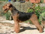 Airedale Terrier - Airedale Terrier