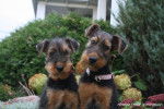 Airedale Terrier Giroflée et Géraldine - Airedale Terrier