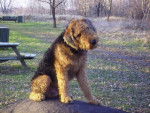Scooby, Airedale Terrier de 5 ans - Airedale Terrier (5 ans)
