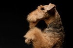 Photo Airedale Terrier