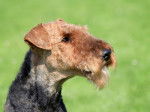 Photo Airedale Terrier