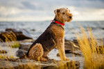 Un Airedale Terrier avec un collier rouge qui se tient au bord de l'eau