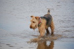 Photo Airedale Terrier