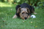Photo Airedale Terrier