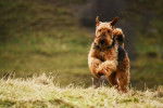 Un Airedale Terrier en train de courir pendant sa promenade